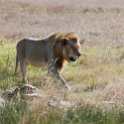 TZA SHI SerengetiNP 2016DEC24 NamiriPlains 021 : 2016, 2016 - African Adventures, Africa, Date, December, Eastern, Month, Namiri Plains, Places, Serengeti National Park, Shinyanga, Tanzania, Trips, Year